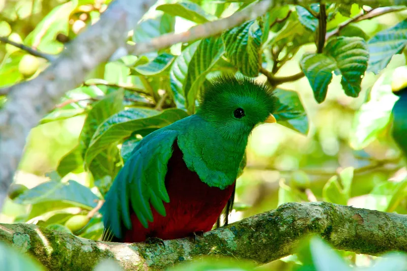 quetzal