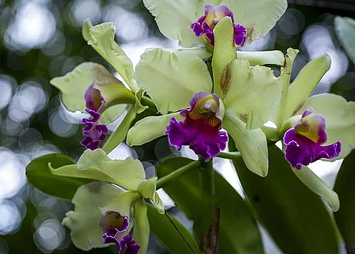 cloud forest orchids monteverde costa rica