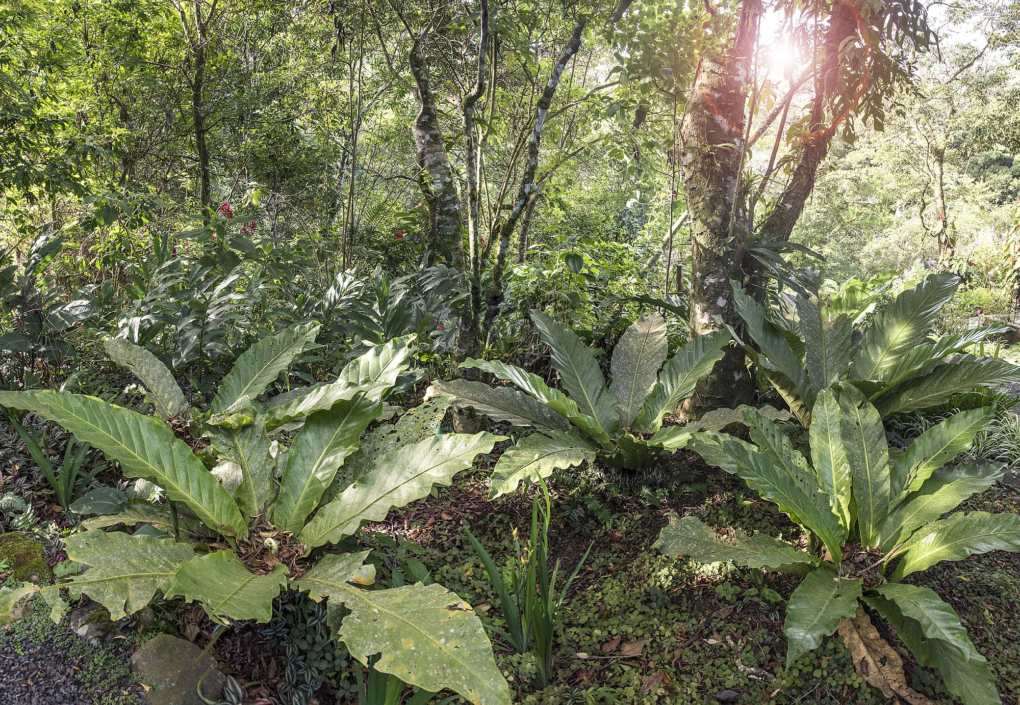 canyoning and rappelling manuel antonio