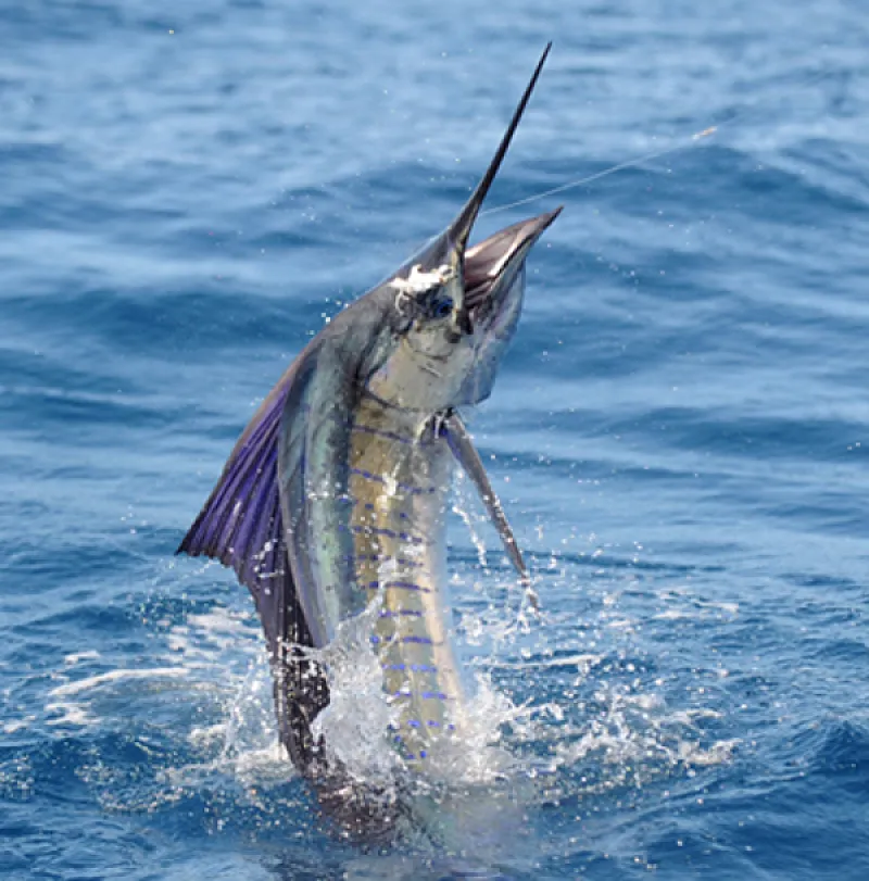 sailfish costa rica