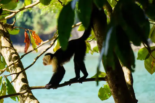 Manuel Antonio Park early in the morning