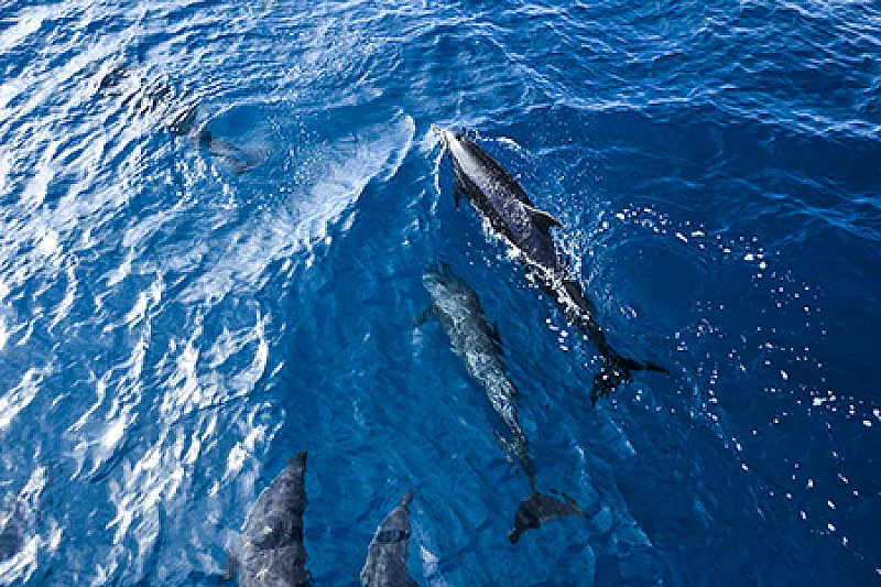 dolphins manuel antonio catamaran