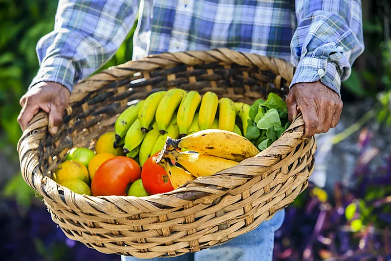 farm to table sustainable dining monteverde