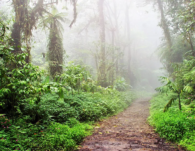 Monteverde cloud forest