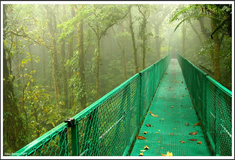 Monteverde hanging bridge