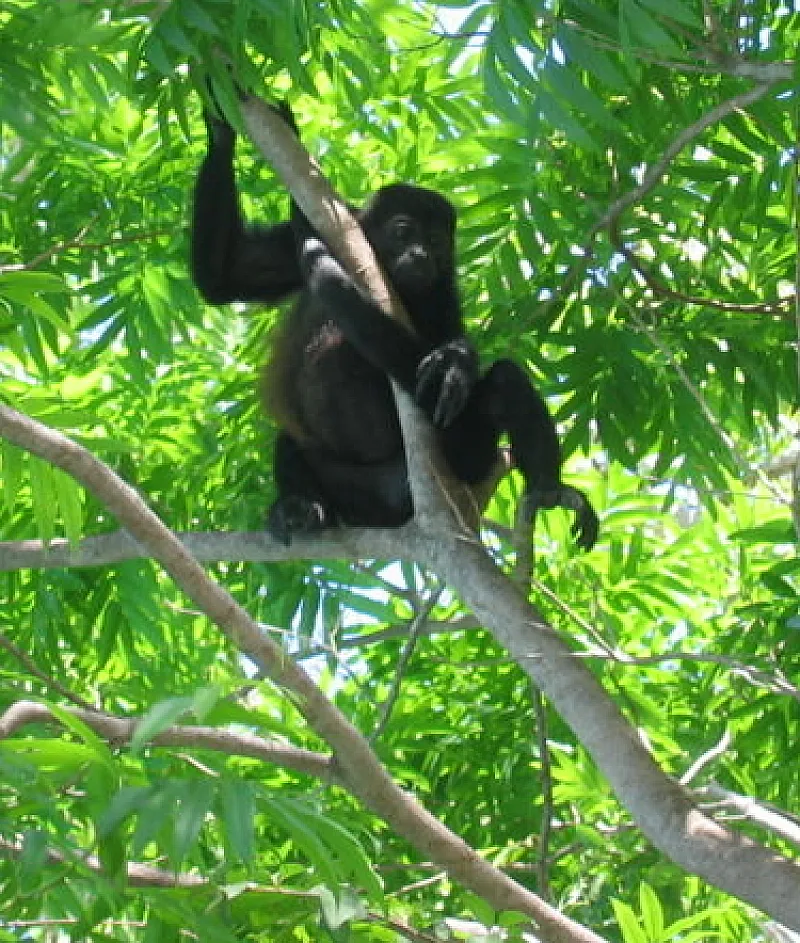 howler monkey costa rica