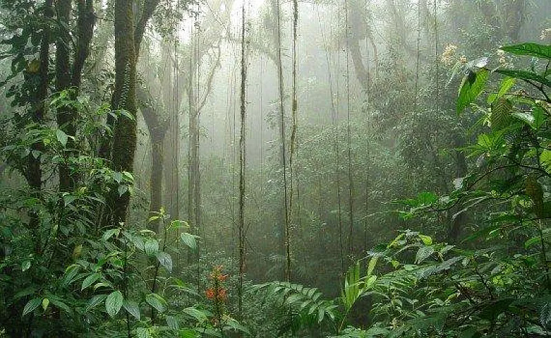 monteverde cloud forest