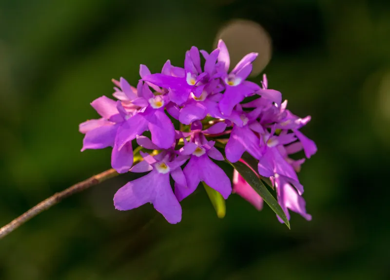 orchid monteverde