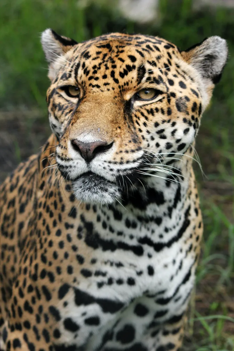 jaguar costa rica