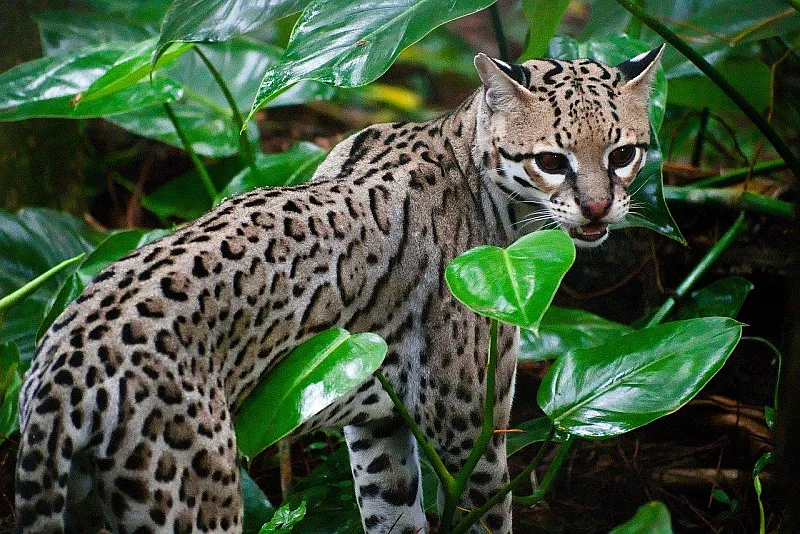 ocelot wildcat big cat