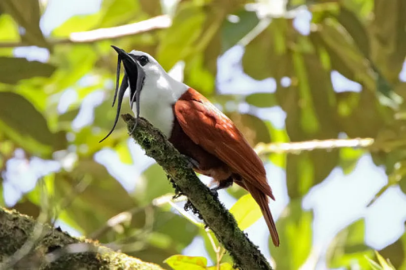 bird monteverde cloud forest