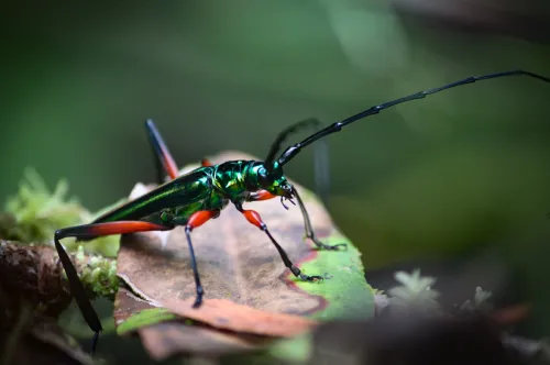 insects monteverde cloud forest night costa rica