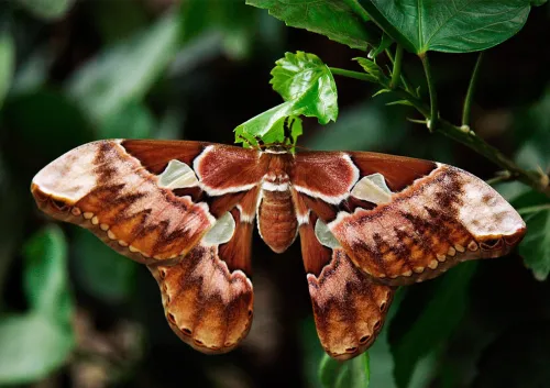 moth costa rica