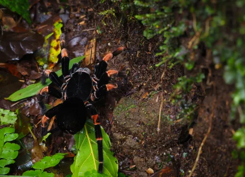 tarantula spider in Costa Rica