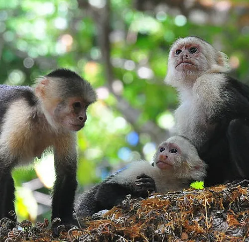 white-faced Capuchin Monkeys Costa Rica