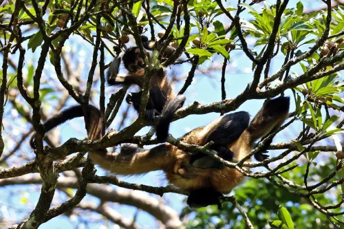 spider monkey Costa Rica