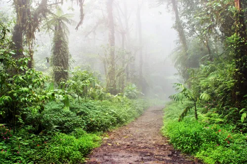 Monteverde Cloud Forest Costa Rica