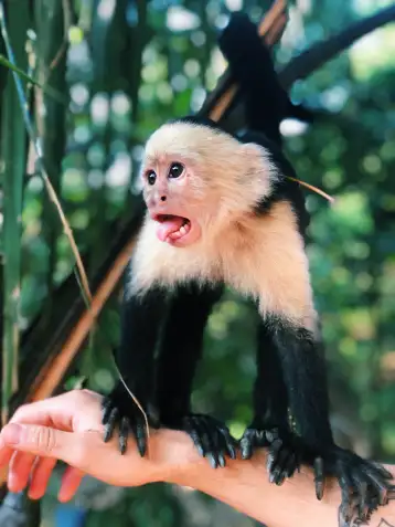 Monkey Mangrove Damas Quepos Manuel Antonio Costa Rica