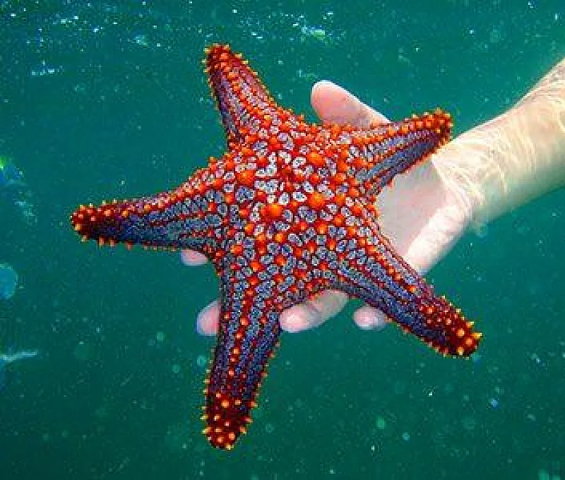 starfish snorkeling Tortuga Island