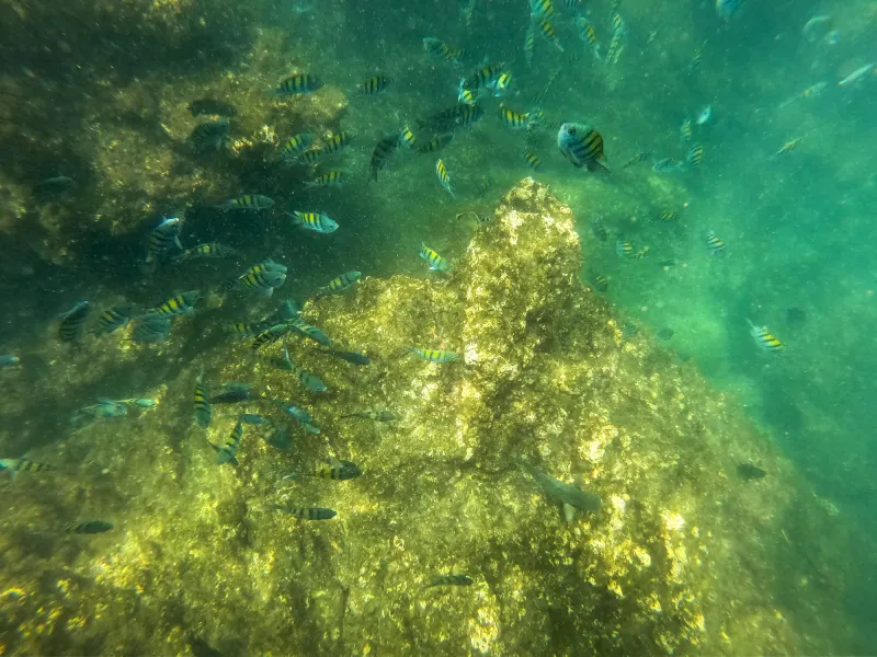 school of fish underwater Tortuga Island