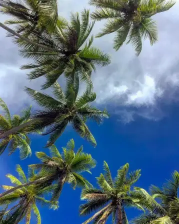 Palm trees and blue skies with clouds costa rica