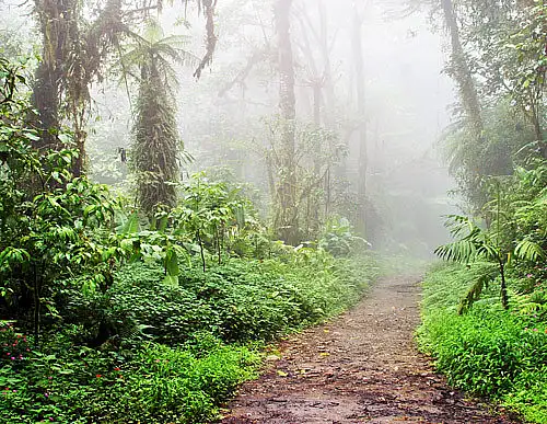 Monteverde misty cloud forest Costa Rica