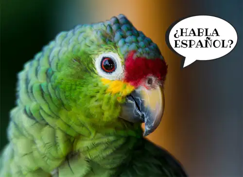 ¿Habla español? Do you speak spanish wildlife tropical bird