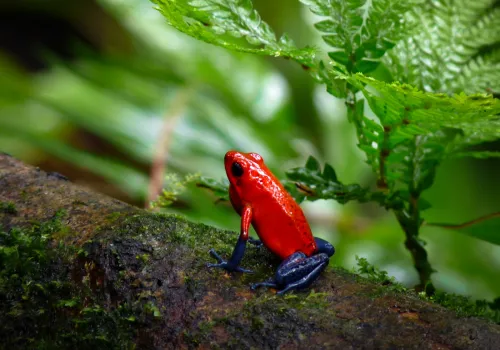 blue jeans frog monteverde costa rica