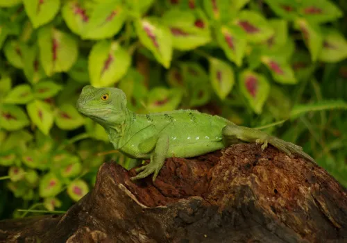 lizard reptile monteverde cloud forest costa rica