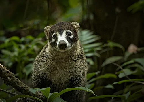 coati costa rica jungle rainforest