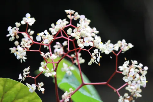 monteverde orchids cloud forest night blooming rainforest costa rica