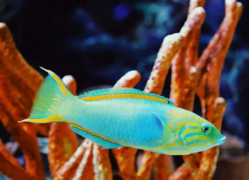 parrotfish tropical fish costa rica manuel antonio colorful