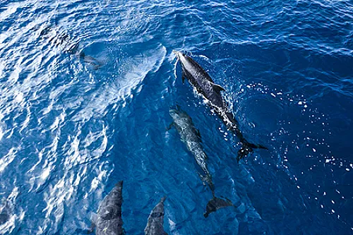 Dolphins in Manuel Antonio Costa Rica