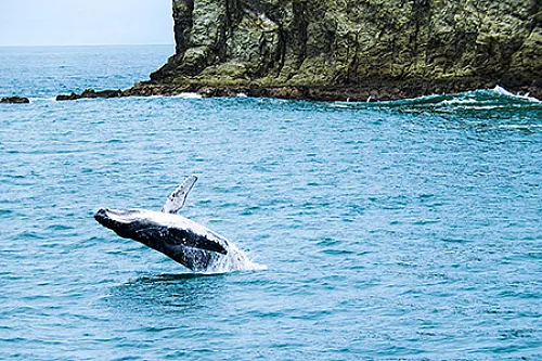 whale in Manuel Antonio Costa Rica