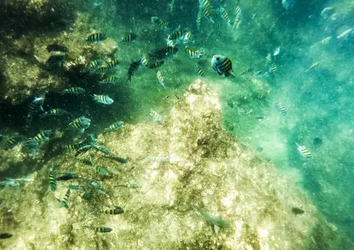 underwater tropical fish snorkeling in Manuel Antonio Costa Rica