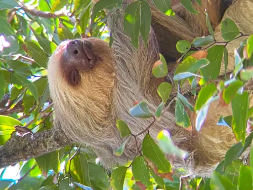 Two Toed Sloth Manuel Antonio Costa Rica