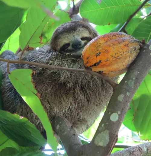 sloth with fruit in Costa Rica