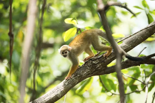 Squirrel monkey in Costa Rica rainforest manuel antonio national park