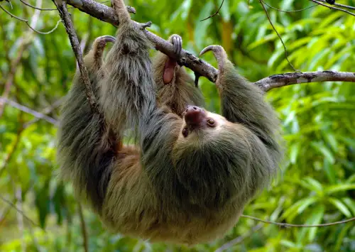 Two Toed Sloth Manuel Antonio Costa Rica wildlife