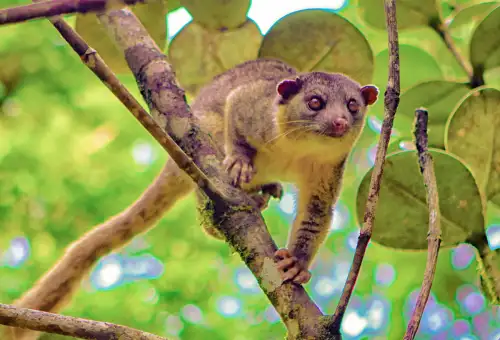 Olingo in the Costa Rican Rainforest