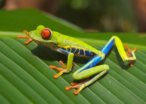 Iconic Costa Rica Red Eyed Tree Frog in the rainforest