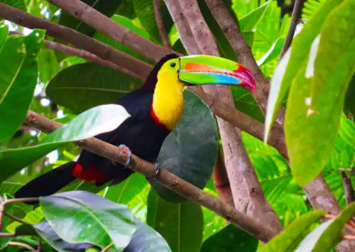 Keel billed Toucan colorful beak costa rica rainforest