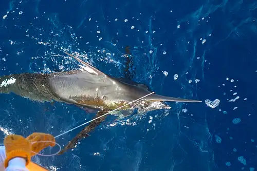 Marlin Costa Rica fishing Los suenos