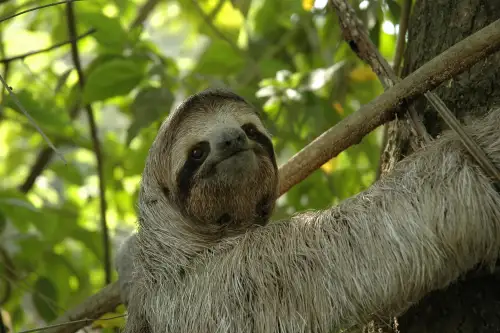 three toed sloths in Manuel Antonio Costa Rica