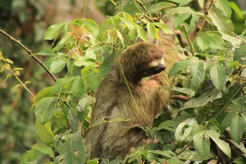 sloth in the canopy rainforest manuel antonio costa rica