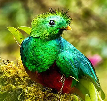 Monteverde Quetzal Male