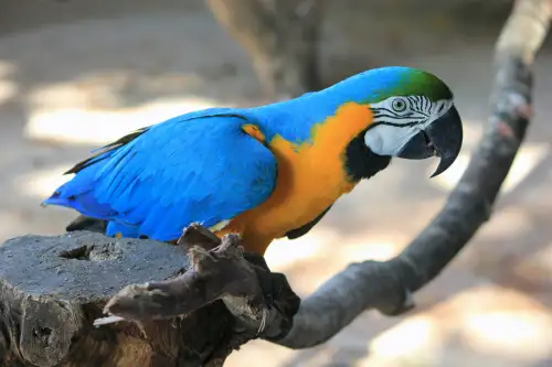 Blue Macaw in Rainforest Mountains Jaco Costa Rica