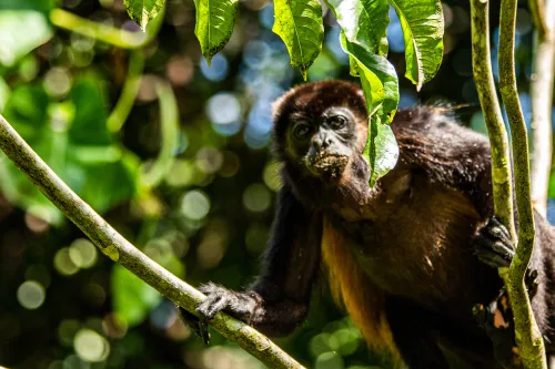 mantled howler monkey monteverde costa rica