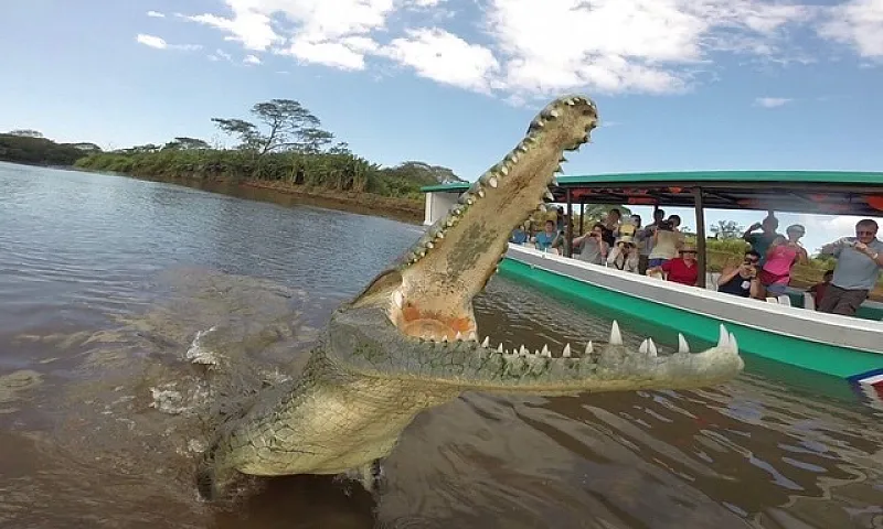 Crocodile in the Tarcoles River