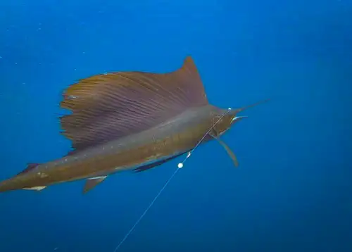 Sailfish Los Suenos Costa Rica fishing on Firefly charter boat